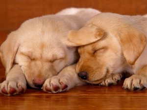 sleeping-labrador-retriever-puppies-575x431.jpg